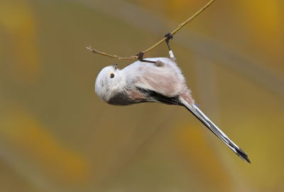 <i class='fa fa-user'></i> Johan G |   Staartmees  <i class='fa fa-eye'> 352</i>  <i class='fa fa-thumbs-up'> 22</i>   <i class='fa fa-comment-o'> 19</i>