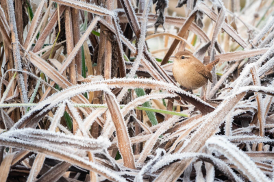 Net te laat voor de maandopdracht "de naam zegt het al"- ik was de datum uit het oog verloren... Jammer, want dit winterkoninkje deed toch echt zijn naam eer aan op die eerste echte winterochtend dit najaar... Gemaakt vanaf een grote afstand, hij was haast niet te zien met het blote oog, zo goed beschut door zijn donkerbruine kleurtje.
Maar zo'n klein vogeltje dan toch zo mooi voor de camera krijgen is de lange fietstocht en de verkleumde handen dubbel en dik waard.