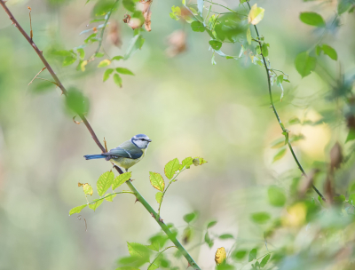 <i class='fa fa-user'></i> LeerdammerKees |   Pimpelmees  <i class='fa fa-eye'> 166</i>  <i class='fa fa-thumbs-up'> 14</i>   <i class='fa fa-comment-o'> 16</i>