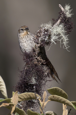 <i class='fa fa-user'></i> Paul van Giersbergen |   Jardines Canastero  <i class='fa fa-eye'> 96</i>   <i class='fa fa-comment-o'> 2</i>
