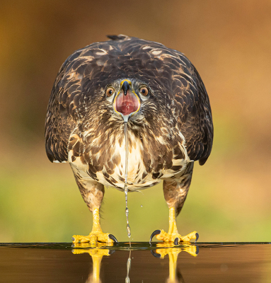 Vogel foto: Buteo buteo / Buizerd / Common Buzzard