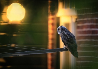 <i class='fa fa-user'></i> thijsglastra |   Ransuil  <i class='fa fa-eye'> 445</i>  <i class='fa fa-thumbs-up'> 18</i>   <i class='fa fa-comment-o'> 25</i>