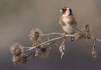 <i class='fa fa-user'></i> Luc Meert |   Putter  <i class='fa fa-eye'> 208</i>  <i class='fa fa-thumbs-up'> 14</i>   <i class='fa fa-comment-o'> 13</i>