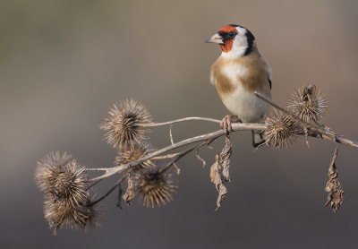 Bird picture: Carduelis carduelis / Putter / European Goldfinch