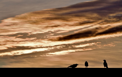 Bird picture: Corvus corone / Zwarte Kraai / Carrion Crow