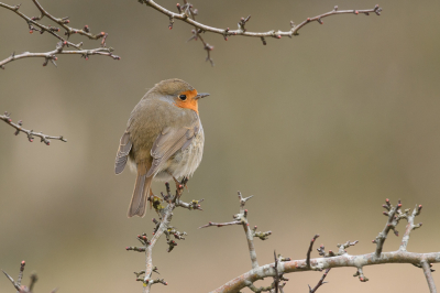 Vogel foto: Erithacus rubecula / Roodborst / European Robin