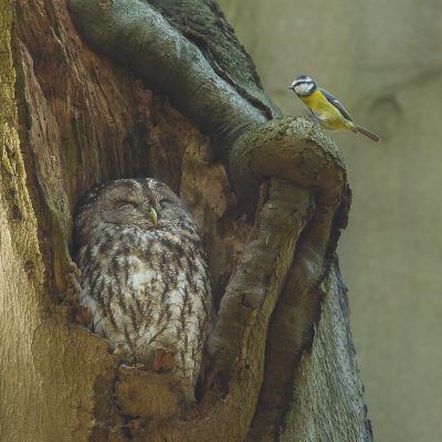 <i class='fa fa-user'></i> Annie Keizer |   Pimpelmees  <i class='fa fa-eye'> 363</i>  <i class='fa fa-thumbs-up'> 27</i>   <i class='fa fa-comment-o'> 18</i>