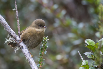 <i class='fa fa-user'></i> Paul van Giersbergen |   Pardusco  <i class='fa fa-eye'> 95</i>   <i class='fa fa-comment-o'> 4</i>