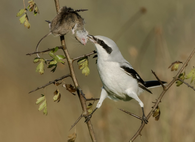 <i class='fa fa-user'></i> Hillebrand Keun |   Klapekster  <i class='fa fa-eye'> 332</i>  <i class='fa fa-thumbs-up'> 16</i>   <i class='fa fa-comment-o'> 7</i>