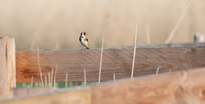 Meer plank als vogel, toch valt de vogel volgens mij wel op met zijn kleuren.