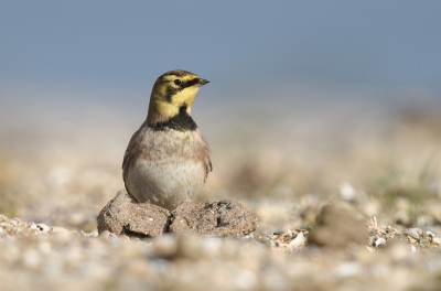 <i class='fa fa-user'></i> horneman69 |   Strandleeuwerik  <i class='fa fa-eye'> 253</i>  <i class='fa fa-thumbs-up'> 18</i>   <i class='fa fa-comment-o'> 10</i>