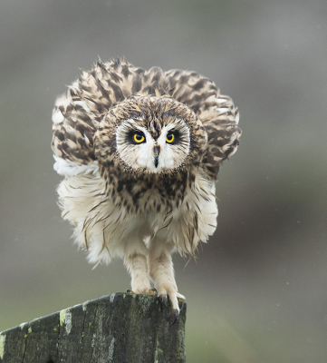 Bird picture: Asio flammeus / Velduil / Short-eared Owl