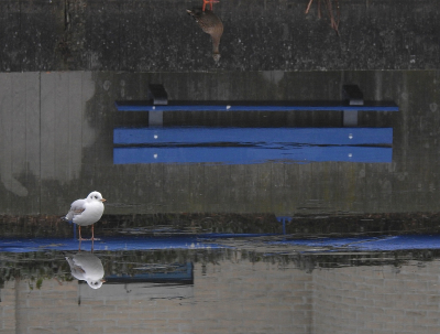 <i class='fa fa-user'></i> sieb |   Kokmeeuw  <i class='fa fa-eye'> 280</i>  <i class='fa fa-thumbs-up'> 25</i>   <i class='fa fa-comment-o'> 18</i>