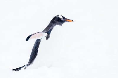 Vogel foto: Pygoscelis papua / Ezelspinguïn / Gentoo Penguin