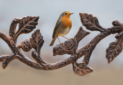 <i class='fa fa-user'></i> Krijn Dijkema |   Roodborst  <i class='fa fa-eye'> 224</i>  <i class='fa fa-thumbs-up'> 9</i>   <i class='fa fa-comment-o'> 9</i>