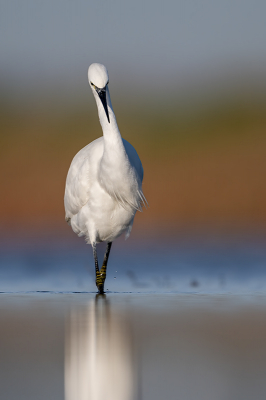 <i class='fa fa-user'></i> kevinhollmann |   Kleine Zilverreiger  <i class='fa fa-eye'> 230</i>  <i class='fa fa-thumbs-up'> 8</i>   <i class='fa fa-comment-o'> 8</i>