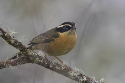 <i class='fa fa-user'></i> Paul van Giersbergen |   Driestreephemispingus  <i class='fa fa-eye'> 110</i>  <i class='fa fa-thumbs-up'> 2</i>   <i class='fa fa-comment-o'> 4</i>