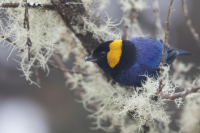 Bird picture: Iridosornis reinhardti / Goudbandtangare / Yellow-scarfed Tanager