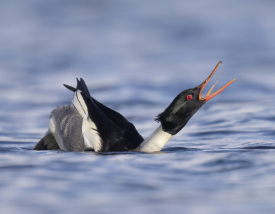 <i class='fa fa-user'></i> Luuk van Oerle |   Middelste Zaagbek  <i class='fa fa-eye'> 386</i>  <i class='fa fa-thumbs-up'> 30</i>   <i class='fa fa-comment-o'> 15</i>