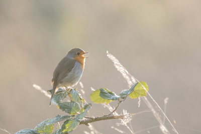 Aan het begin van een wetlandtelling, zag ik deze Roodborst in het tegenlicht van de vroege ochtendzon. Het was nog koud, was zelfs te zien is aan het ademwolkje dat uit het bekje van de Roodborst komt. (Ik maak zelden foto's tijdens tellingen, maar heb wel altijd mijn camera bij me 'voor het geval dat..'. Nu kon ik het niet laten. Ik vond het een te mooi beeld.)
Ik heb overwogen om hem te gebruiken voor de MO van november, maar omdat ik een Roodborst wel erg opgelegd vond, wilde ik per se geen Roodborst gebruiken voor deze MO.