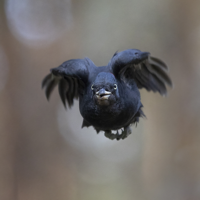 Bird picture: Dryocopus martius / Zwarte Specht / Black Woodpecker