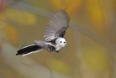 <i class='fa fa-user'></i> Johan G |   Staartmees  <i class='fa fa-eye'> 282</i>  <i class='fa fa-thumbs-up'> 11</i>   <i class='fa fa-comment-o'> 2</i>