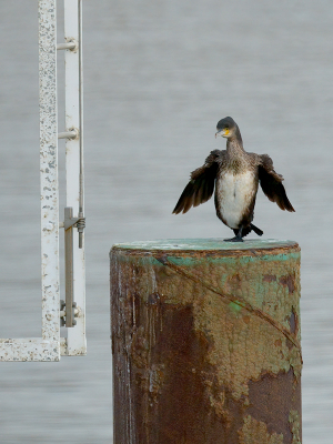 Vogel foto: Phalacrocorax carbo / Aalscholver / Great Cormorant