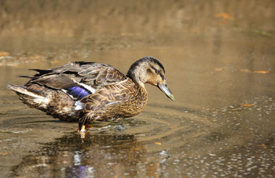 Tja...gewoon maar een Wilde Eend vrouwtje, die bij de watermolen in Haaksbergen op d'r dooie gemakkie wat liep te slobberen in het ondiepe water. Haar kleuren en de kleuren van de achtergrond vond ik mooi genoeg om toch even op mijn hurken te gaan en dit tafereeltje vast te leggen.