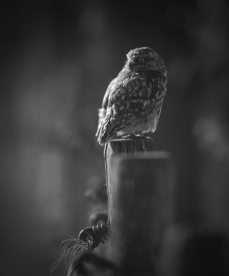 Vogel foto: Athene vidalii / Steenuil / Little Owl