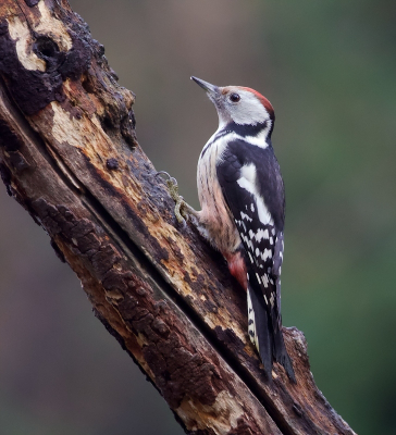 Vogel foto: Dendrocoptes medius / Middelste Bonte Specht / Middle Spotted Woodpecker