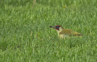 Vogel foto: Picus viridis / Groene Specht / European Green Woodpecker