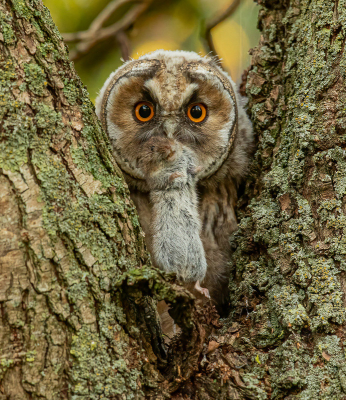 De laatste tijd weinig op Birdpix gezeten. Ik ga proberen de aankomende tijd weer wat actiever te zijn. Heb nog aardig wat foto's op de plank liggen. Afgelopen voorjaar/zomer weer een paartje ransuilen met jongen kunnen volgen. Deze jonge ransuil wilde graag zijn vers gekregen muisje met mij delen.