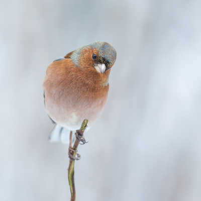 Vogel foto: Fringilla coelebs / Vink / Common Chaffinch