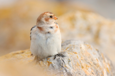 <i class='fa fa-user'></i> natuur(a)art |   Sneeuwgors  <i class='fa fa-eye'> 253</i>  <i class='fa fa-thumbs-up'> 17</i>   <i class='fa fa-comment-o'> 12</i>