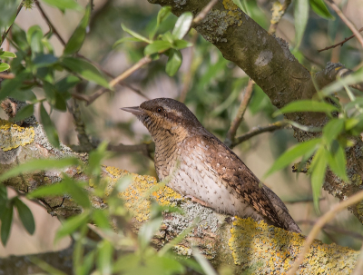 <i class='fa fa-user'></i> Geerie |   Draaihals  <i class='fa fa-eye'> 257</i>  <i class='fa fa-thumbs-up'> 16</i>   <i class='fa fa-comment-o'> 9</i>