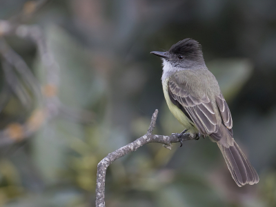 <i class='fa fa-user'></i> Paul van Giersbergen |   Monnikskaptiran  <i class='fa fa-eye'> 107</i>   <i class='fa fa-comment-o'> 2</i>