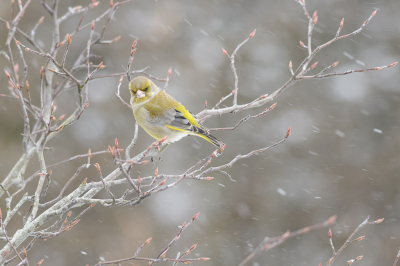 <i class='fa fa-user'></i> Wil Doorn-Meijne |   Groenling  <i class='fa fa-eye'> 254</i>  <i class='fa fa-thumbs-up'> 18</i>   <i class='fa fa-comment-o'> 12</i>