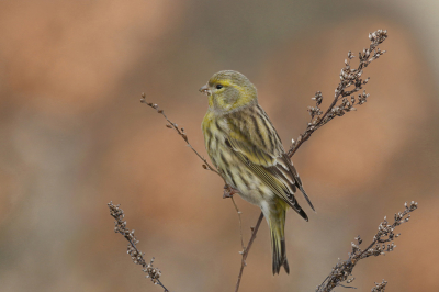 <i class='fa fa-user'></i> Gejo Wassink |   Europese Kanarie  <i class='fa fa-eye'> 272</i>  <i class='fa fa-thumbs-up'> 17</i>   <i class='fa fa-comment-o'> 10</i>