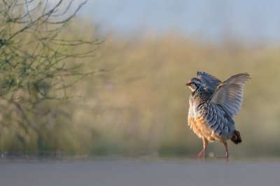 Vogel foto: Alectoris rufa / Rode Patrijs / Red-legged Partridge