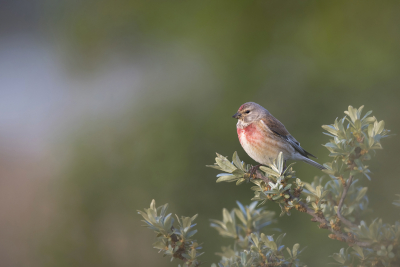 <i class='fa fa-user'></i> Bert Ooms |   Kneu  <i class='fa fa-eye'> 242</i>  <i class='fa fa-thumbs-up'> 14</i>   <i class='fa fa-comment-o'> 14</i>