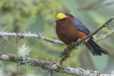 <i class='fa fa-user'></i> Paul van Giersbergen |   Fluweelkaptangare  <i class='fa fa-eye'> 120</i>  <i class='fa fa-thumbs-up'> 10</i>   <i class='fa fa-comment-o'> 8</i>