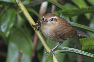 <i class='fa fa-user'></i> Paul van Giersbergen |   Bergwinterkoning  <i class='fa fa-eye'> 107</i>   <i class='fa fa-comment-o'> 1</i>