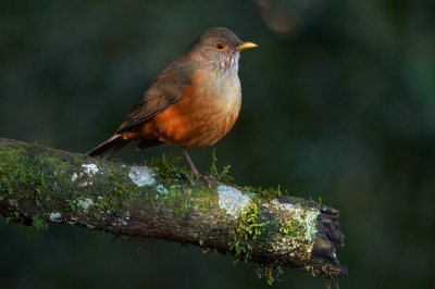 <i class='fa fa-user'></i> Martjan Lammertink |   Roodbuiklijster  <i class='fa fa-eye'> 205</i>  <i class='fa fa-thumbs-up'> 12</i>   <i class='fa fa-comment-o'> 10</i>