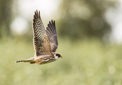 Het is al weer even geleden dat deze roodpootvalk half fotograferend Nederland op zich af zag komen. Zelf ben ik er ook twee keer geweest. De eerste keer meer de standaard plaatjes gemaakt. Daarover nog niet helemaal tevreden, nog maar een keer gegaan. Voornamelijk voor een vluchtbeeld. Veel onscherp maar het kwam
goed. (Een verbeterde versie. De vorige zou een groene kleurzweem hebben. Ik zag het niet maar bij deze een andere versie.)