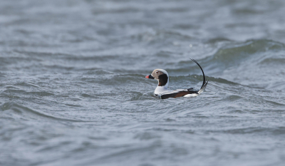 <i class='fa fa-user'></i> Henk Wiebe van der Meulen |   IJseend  <i class='fa fa-eye'> 333</i>  <i class='fa fa-thumbs-up'> 14</i>   <i class='fa fa-comment-o'> 10</i>