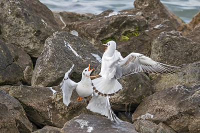 Na een ochtendje niet succesvol 'op jacht' te zijn geweest voor foto's voor de MO, reed ik nog even langs de haven, waar altijd wel iets leuks te fotograferen is.
Bij een stukje met kleine rotsblokken zag het er vrij levendig uit. De meeuwen waren redelijk druk. Twee 1e winter Kokmeeuwen waren fors met elkaar aan het bakkeleien. Waarom? Geen idee! Ik heb het niet kunnen achterhalen. Maar ik vind het wel leuk om te zien.