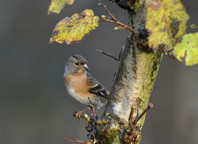 <i class='fa fa-user'></i> henkdikkers |   Keep  <i class='fa fa-eye'> 209</i>  <i class='fa fa-thumbs-up'> 11</i>   <i class='fa fa-comment-o'> 8</i>