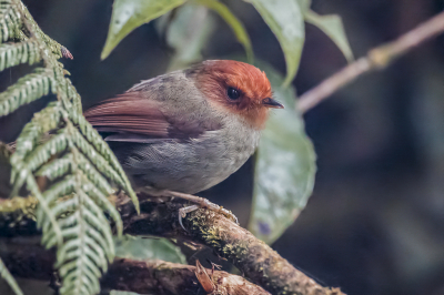 <i class='fa fa-user'></i> Paul van Giersbergen |   Roodkopdwergtiran  <i class='fa fa-eye'> 102</i>  <i class='fa fa-thumbs-up'> 1</i>   <i class='fa fa-comment-o'> 0</i>