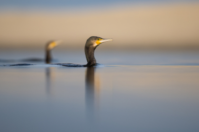 <i class='fa fa-user'></i> Hans Overduin |   Aalscholver  <i class='fa fa-eye'> 309</i>  <i class='fa fa-thumbs-up'> 16</i>   <i class='fa fa-comment-o'> 10</i>