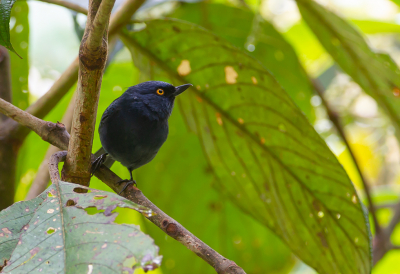 <i class='fa fa-user'></i> charlysax |   Goudoogberghoningkruiper  <i class='fa fa-eye'> 109</i>  <i class='fa fa-thumbs-up'> 2</i>   <i class='fa fa-comment-o'> 1</i>